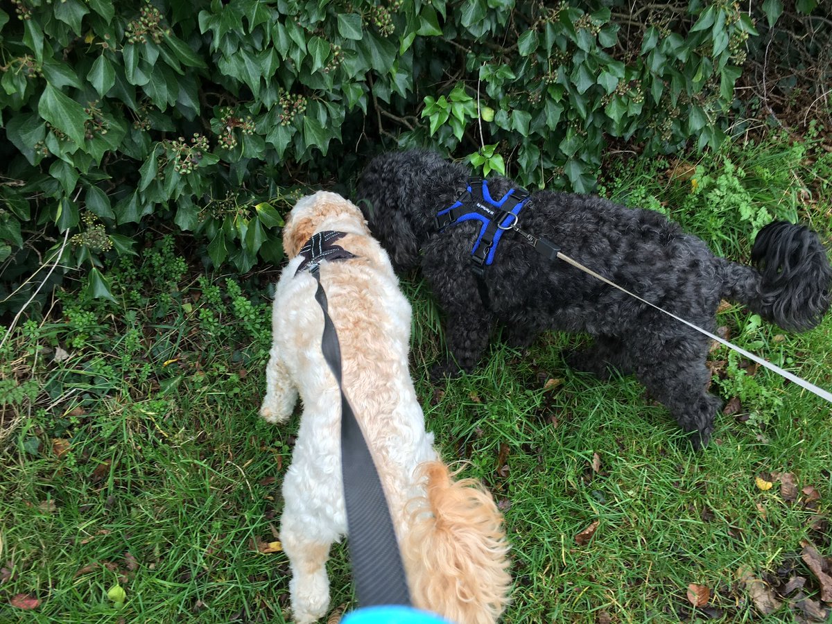 TailsCockapoo's tweet image. Me and my cockapoo cousin, sniffing the hedgerows