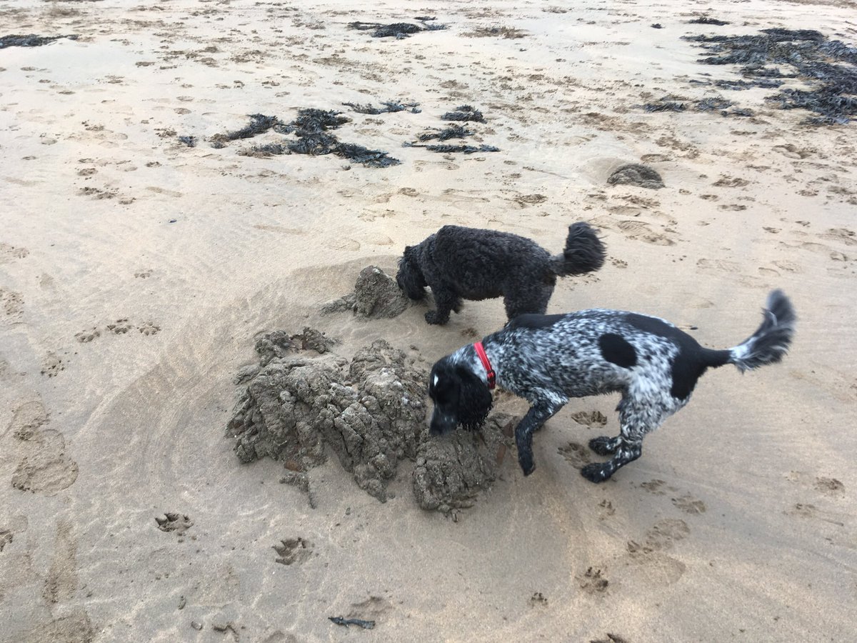 TailsCockapoo's tweet image. Me and my cocker spaniel bestie sniffing the sand