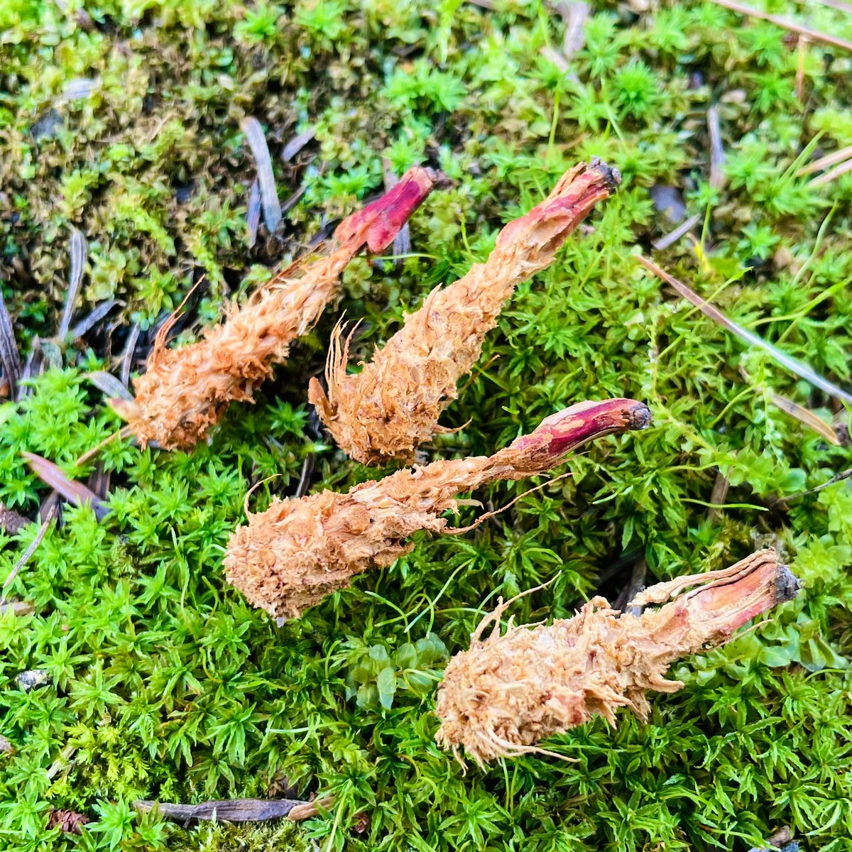 これからの季節 森にはエビフライが落ちている なぜ これに感動してる人は ゴールデンカムイ 読んでる Togetter