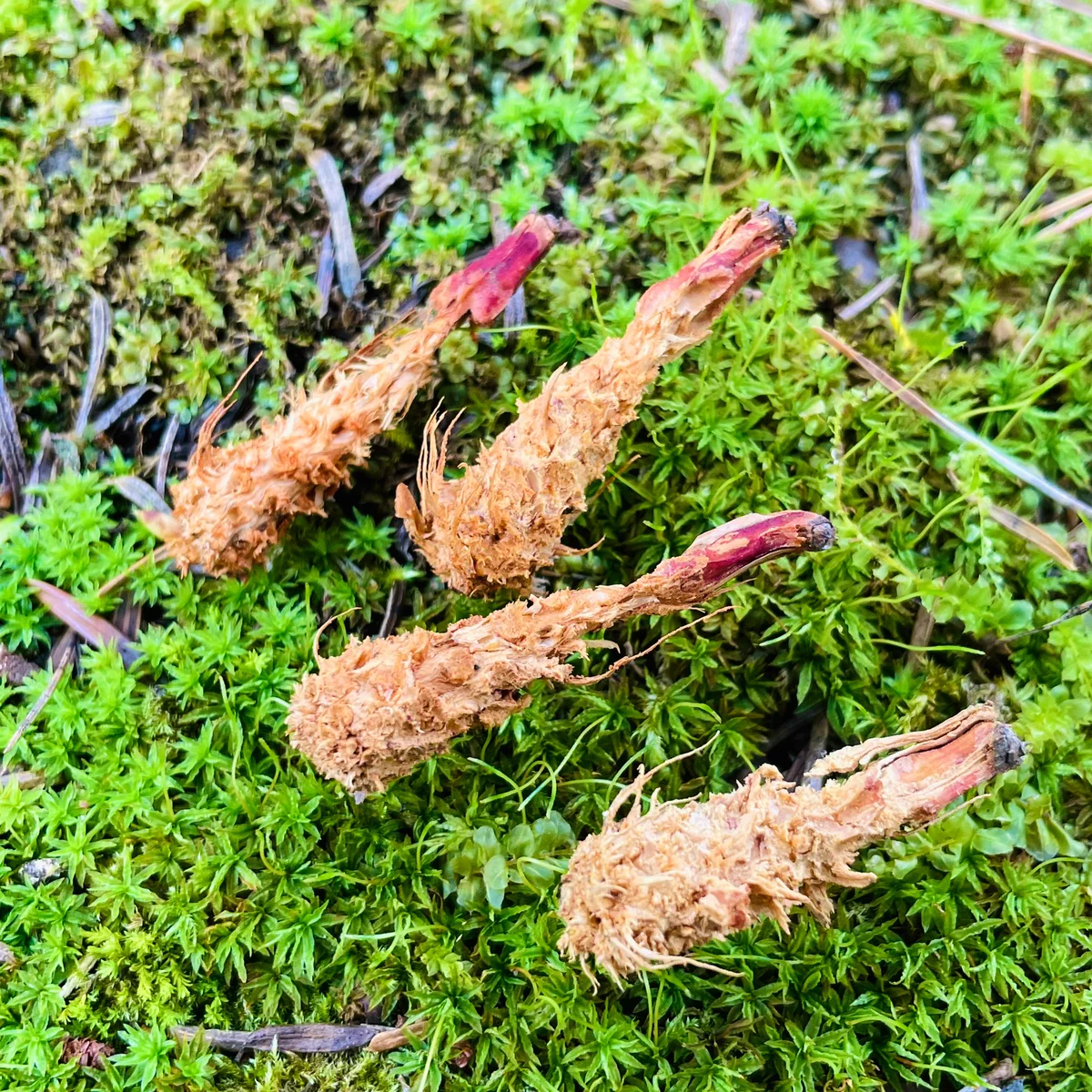 娘「リスが食べた後の松ぼっくりは、エビフライになるんだよ」私「なんじゃそりゃ」結果→本当に小さなエビフライがあった。