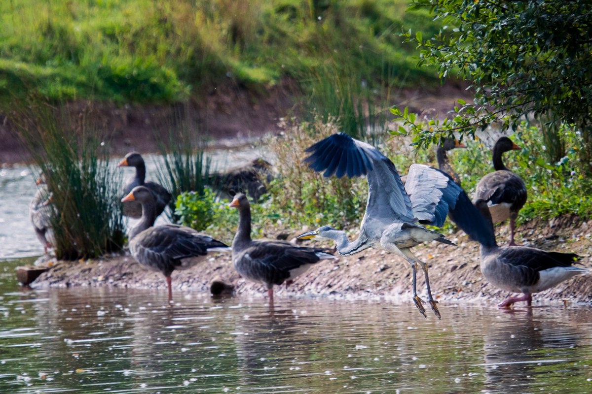 Jbushellphoto's tweet photo. Day 315. The still don't suspect a thing!
#bird #birdphotographer #photographer https://t.co/aarU4sRzGH