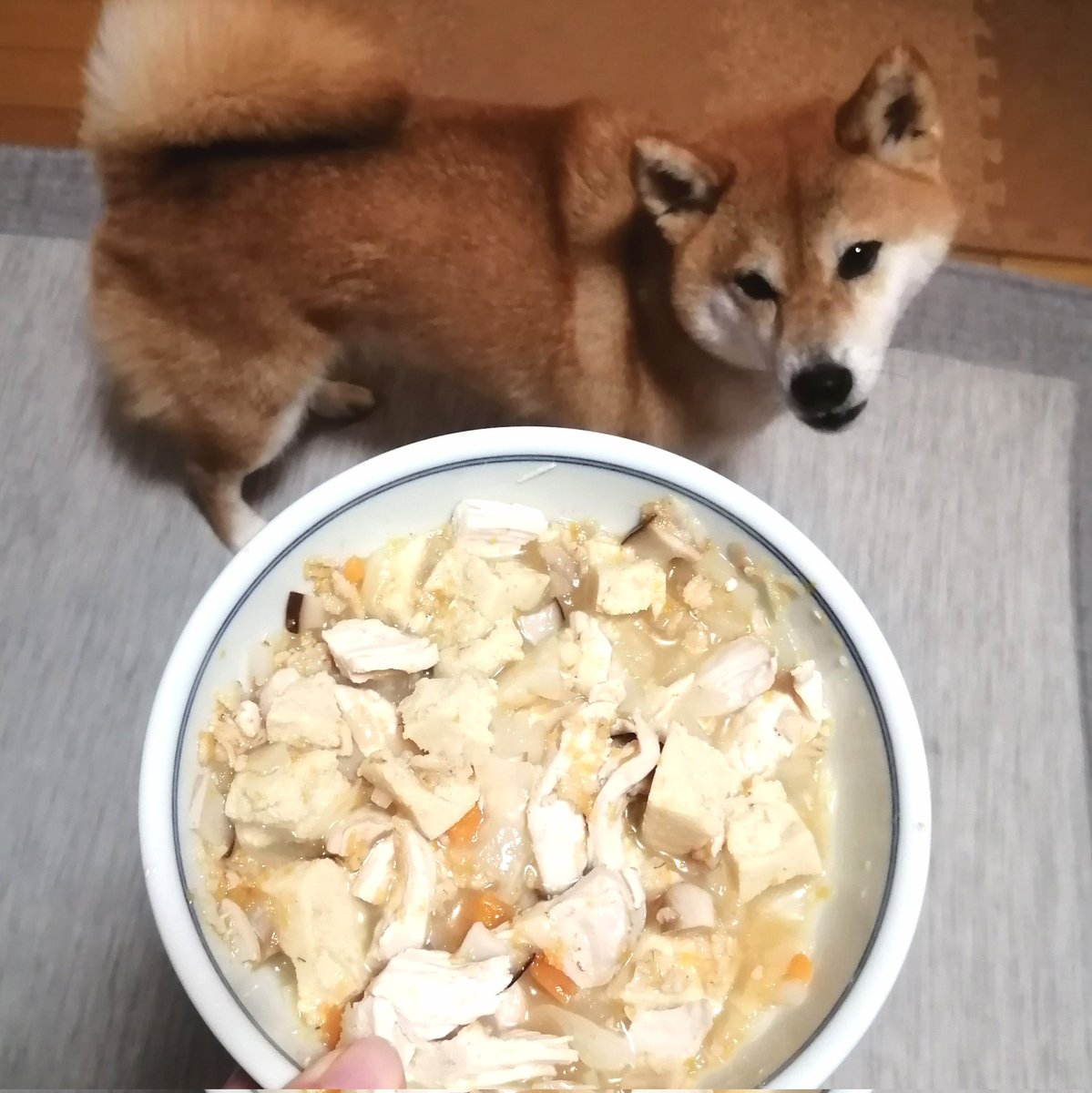 柴犬麦と犬ごはん Aprillakeball Twitter
