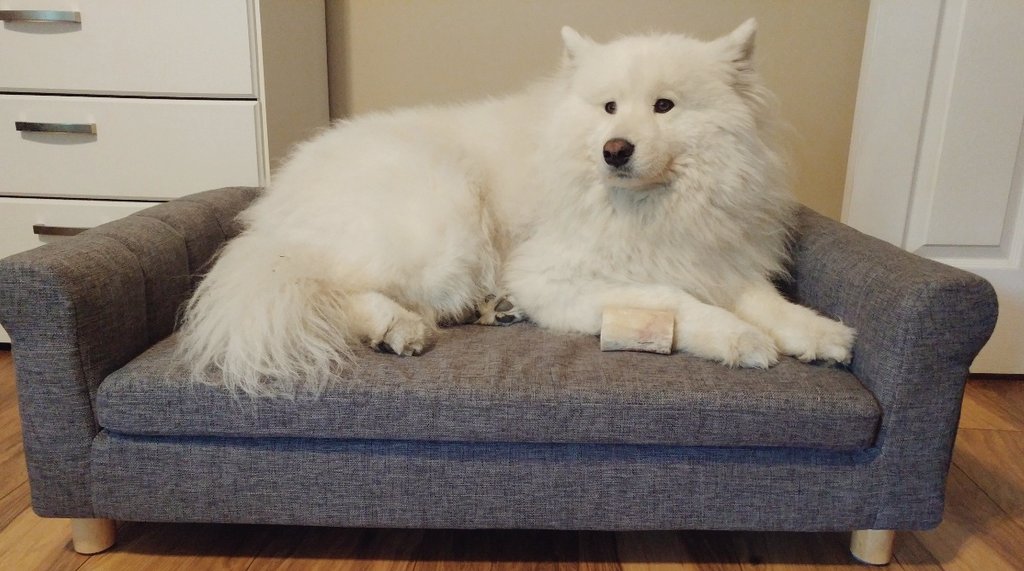 폴라 침대 새로 장만했어요~