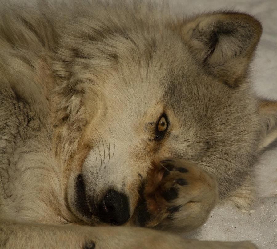 HourlyWolves presents: