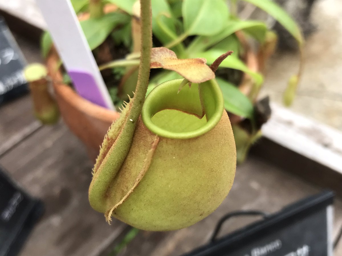 きのこリウム 書籍販売中 V Twitter 咲くやこの花館の食虫植物展に来てます 食虫植物は詳しくないですが これがカッコいいと思う ネペンテスビカルカラタとかいてありました きのこリウム 書籍販売中 V Twitter 咲くやこの花館の食虫植物展に来てます 食虫植物は詳しくないですが これがカッコいいと思う ネペンテスビカルカラタとかいてありました