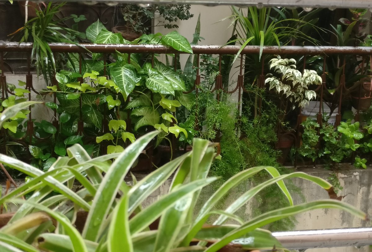 My little garden
#plantstagram #plantstrong #plantsmakepeoplehappy #plants #plantsplantsplants #plantsofinstagram #gardeninghome92 #follow4followback #followｍe #follow4like  #followfollow #following #followforfollowback #follower  #leaves #homedecor #fbf
bit.ly/3lmQmGD