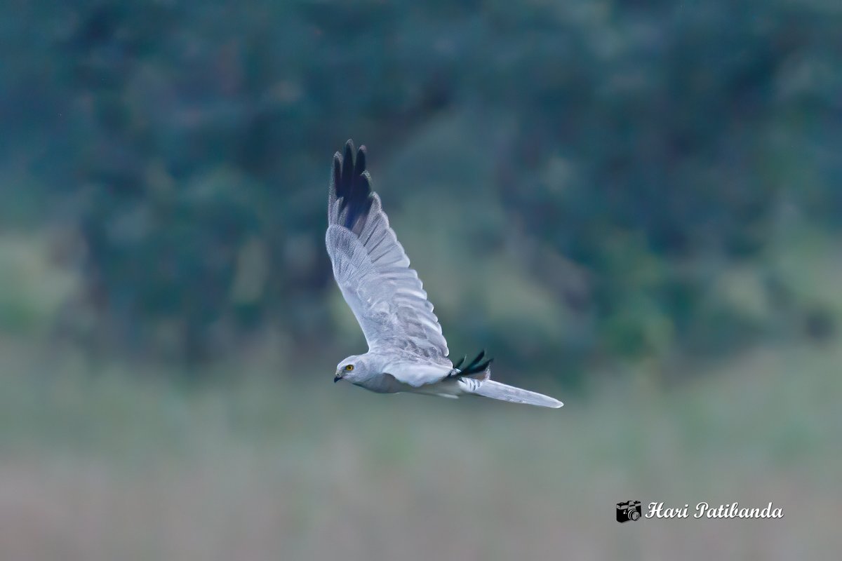BirdLifeLU's tweet photo. Feldornithologiekurs-Exkursion (#FOK) auf die #Wasserscheide/#Gurnigel mit der sensationellen Entdeckung eines adulten Männchens der #Steppenweihe! Daneben gab es weitere Highlights wie 6 Rohrweihen, 15 Sperber und 30 Bienenfresser. Ein gelungener #Zugvogel-Beobachtungstag! https://t.co/89OTio7Mac