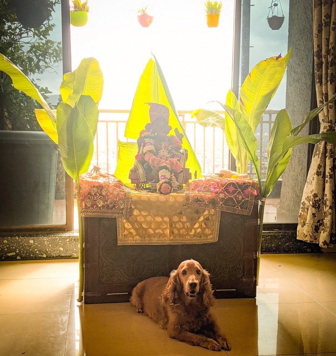 PhoebesFarm's tweet photo. true to her name... Seva doing Seva 🦋

#seva #cockerspaniel #cockerspanieldog #spanieldog #mygirl #doingseva #thankful #universe #motherofall #angels #angel #angelsquad #phoebesfarm #petfarm #dogfarm #dogrescue #rescuepuppy #animalfarm #loveall #pune #mumbai #ganpatibappamorya https://t.co/xcKXmldInp