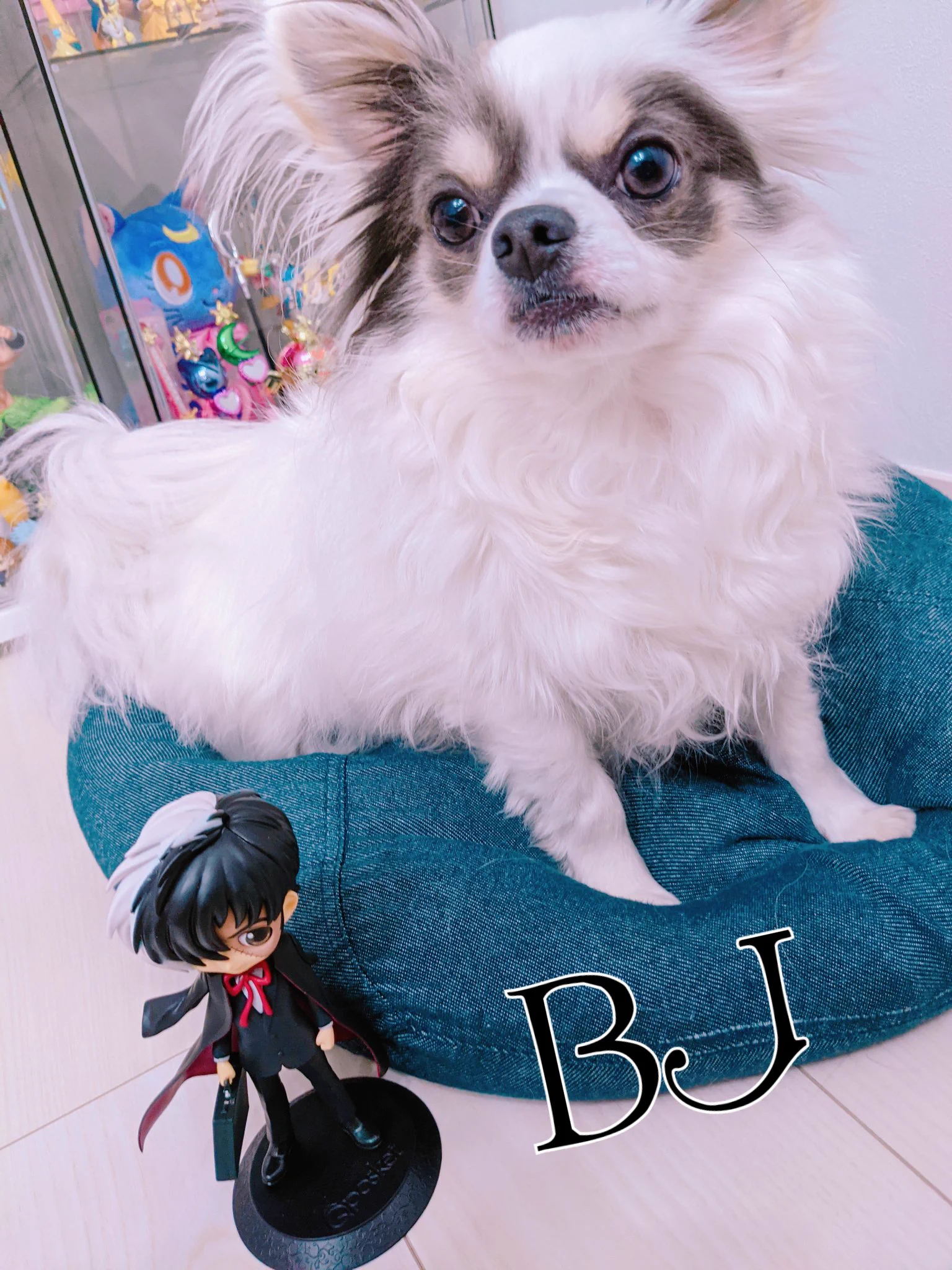 @FujisawaBun_O うちの子はBJって名前です😊 