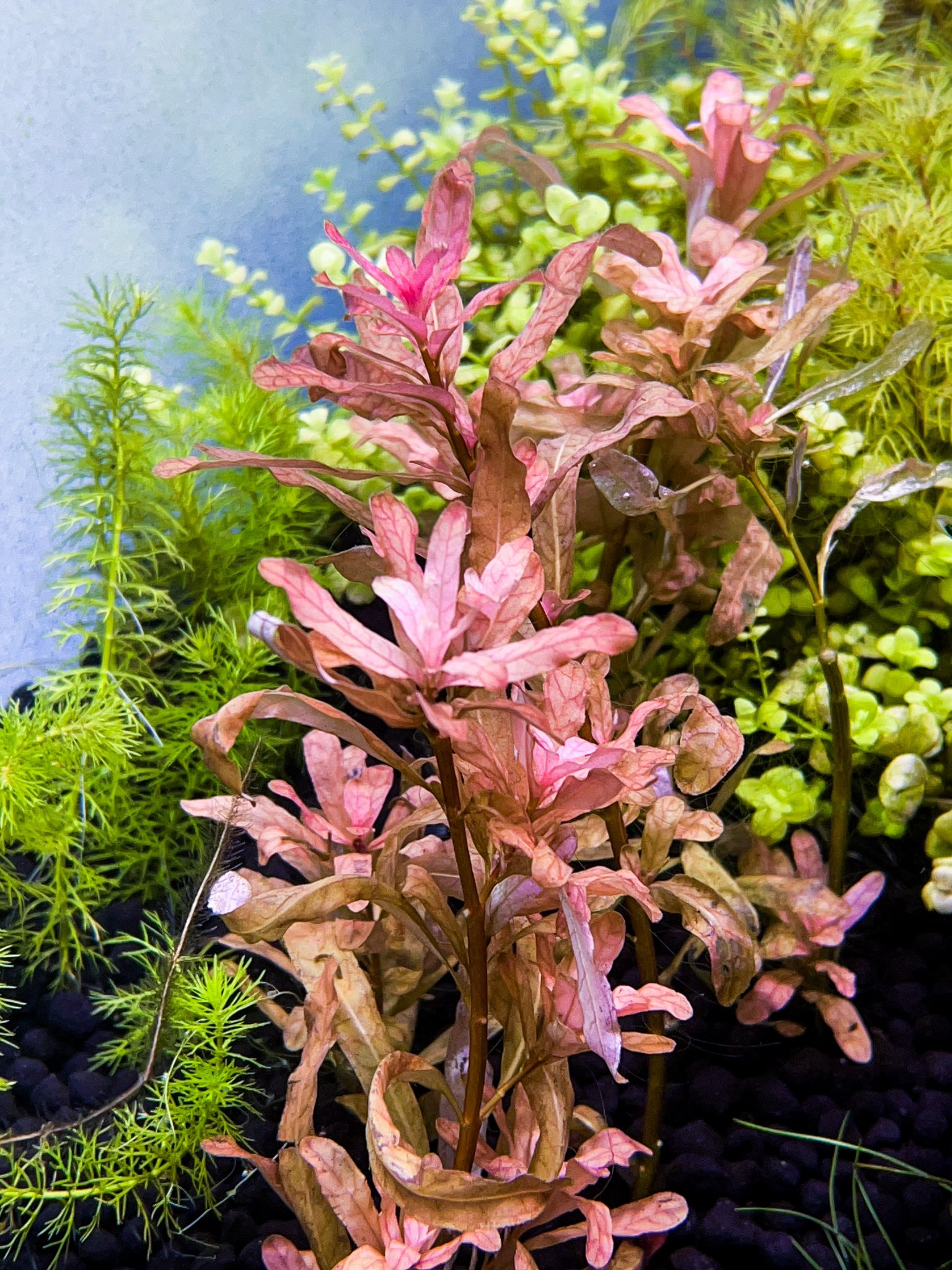 ルドウィジア スーパーレッド 水中葉 8~15cm前後 15本 - 水草