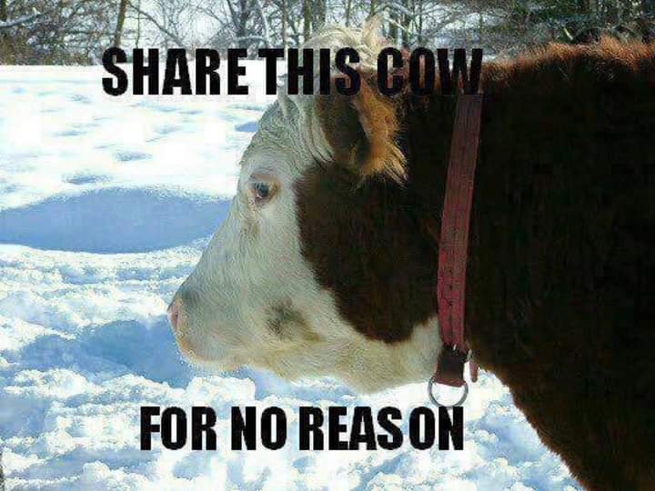 #RetweeetPlease 
#Fleckvieh