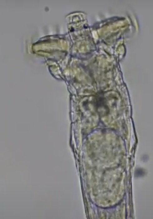 microonstream's tweet photo. #Rotaria, a very common and beautiful #rotifer. The crowned head has cilia creating a water flow pushing food into the mouth, which is moving up and down. The sphere in the middle of the body should be an egg. #biology #microscopy #life #nature
Video:
https://t.co/vhV8d0B1ib https://t.co/PjFBvEf402