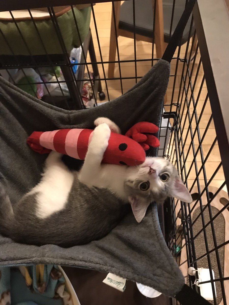 p0n8823's tweet photo. 勉強後の癒し

 #ねこ   #猫のいる暮らし    #勉強してない https://t.co/IWTkcPu0KD