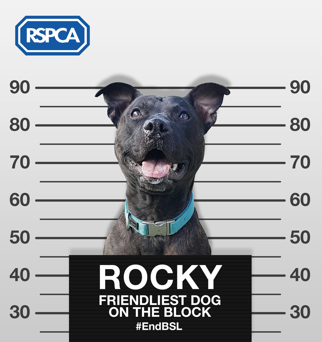 RSPCA_SthLondon's tweet photo. Over the coming week weโll be focusing on the @RSPCA_official #EndBSL campaign and hoping to give people a little more insight into this ineffective and unjust legislation. For now, give your dogs a cuddle from us ๐ถ๐พ https://t.co/GQ68Adju25