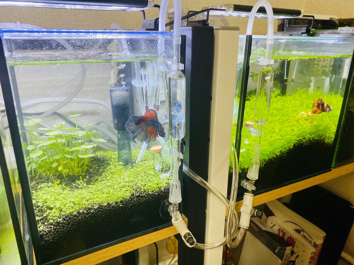 よーちゃま Co2分岐頑張った ベタ アクアリウム 水槽 よーちゃま Co2分岐頑張った ベタ アクアリウム 水槽