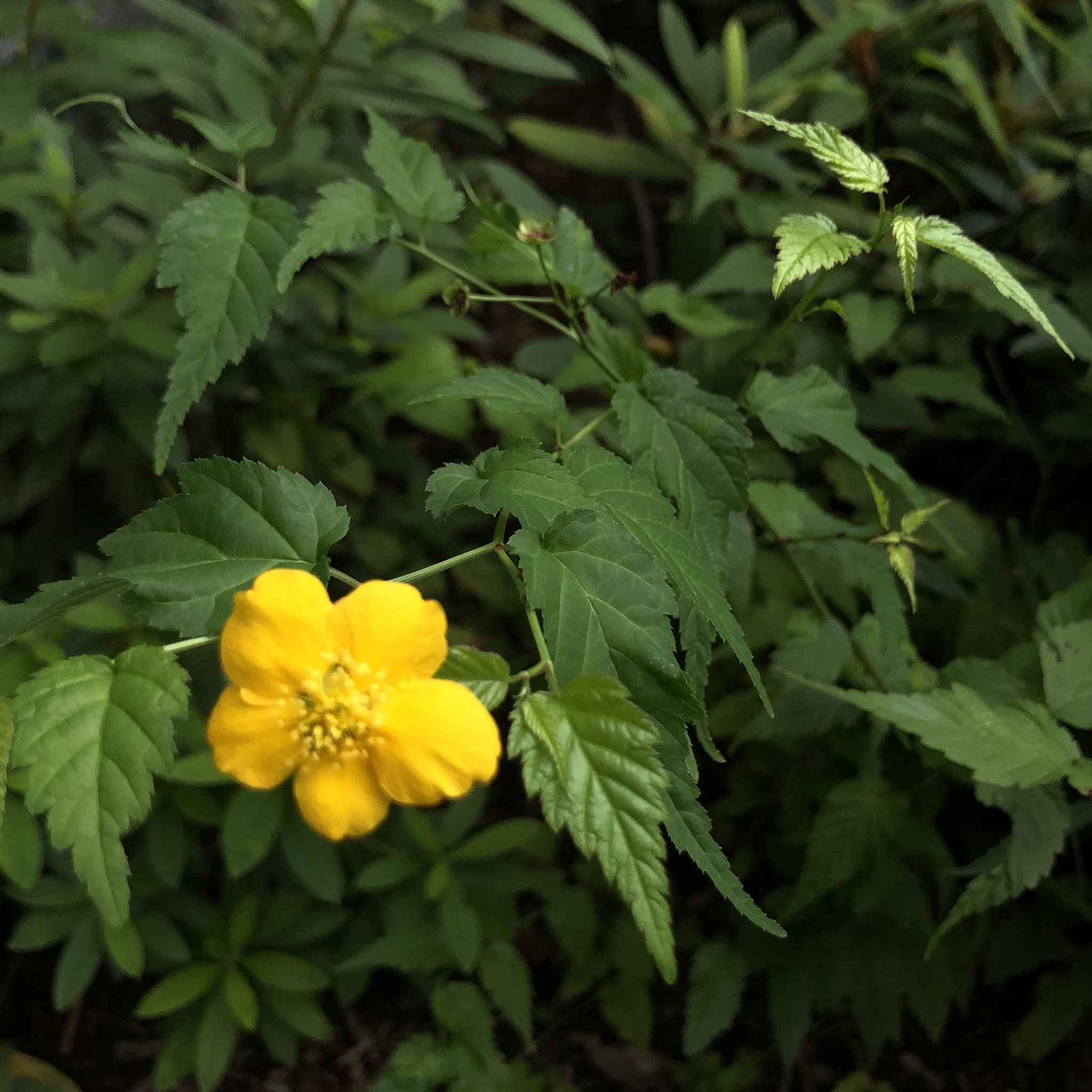 Studioa どれもここ1週間以内 春の花木たち 一度気温が下がり 上がると こうなりがち 道端植物図鑑 T Co Kevarzciik Twitter