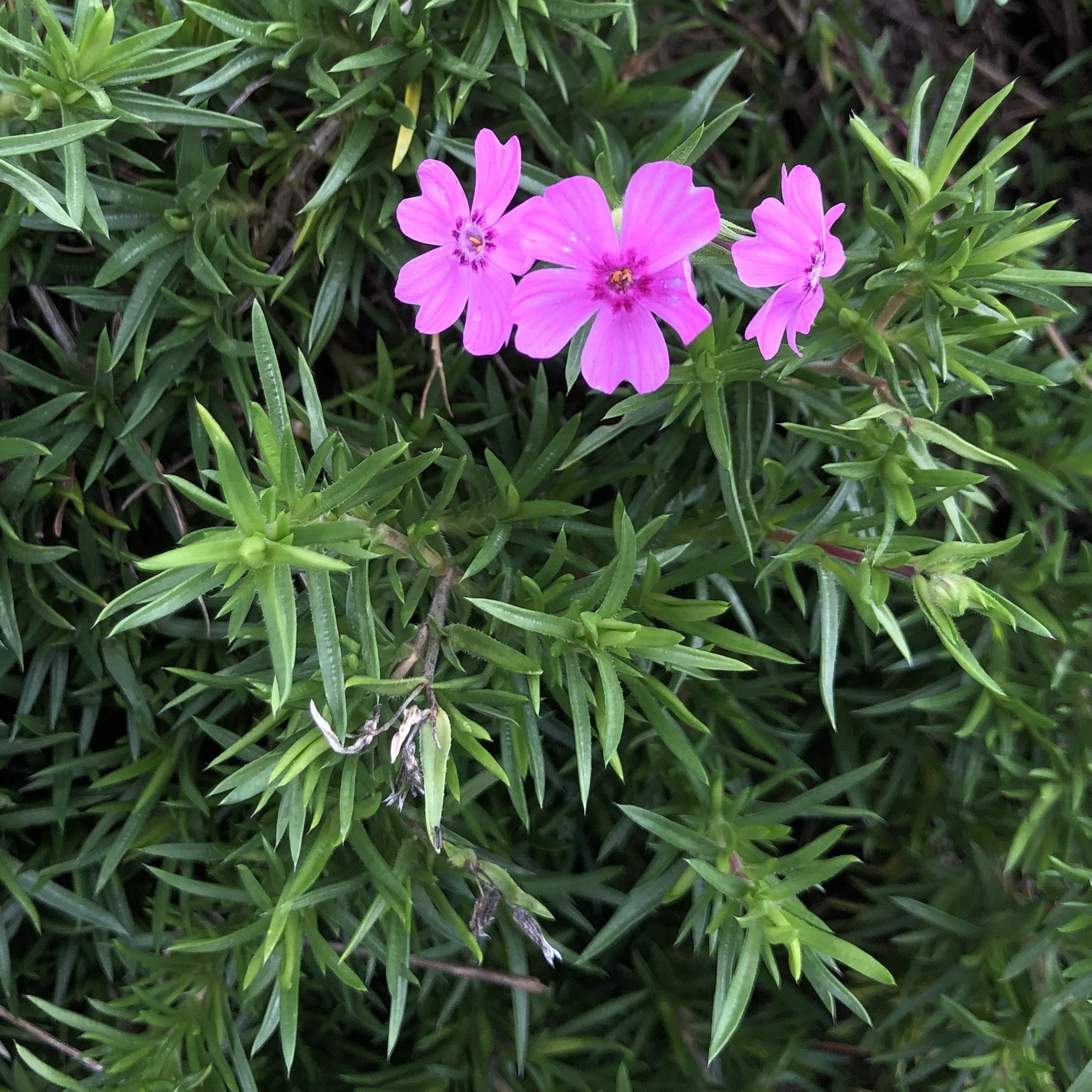 Studioa どれもここ1週間以内 春の花木たち 一度気温が下がり 上がると こうなりがち 道端植物図鑑 T Co Kevarzciik Twitter