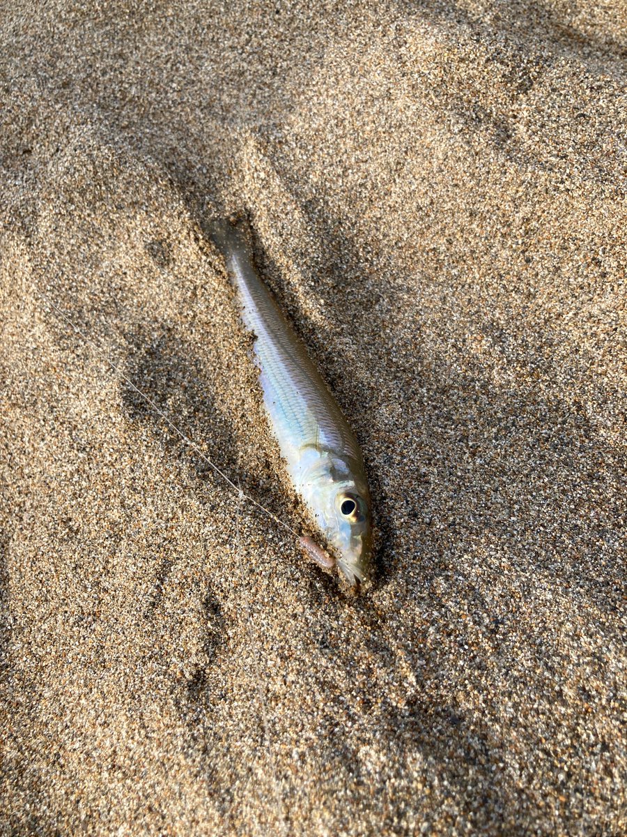 キス釣りの仕掛けとおすすめポイント 宮崎 を紹介 カルキスとは何 釣りプレ
