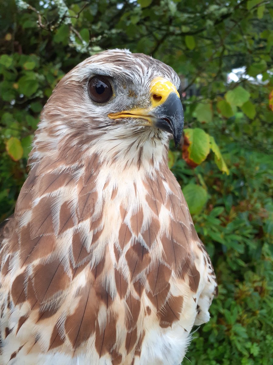 Kintailbop's tweet photo. Buzz out this morning he likes the slightly cooler Autumn mornings. #lochawefalconry #lochawefalconryexperience #falconrylochawe #argyll #wildaboutargyll #scottishbirdsofprey #buzzard #thingstodoargyll https://t.co/63jNcSi6QM