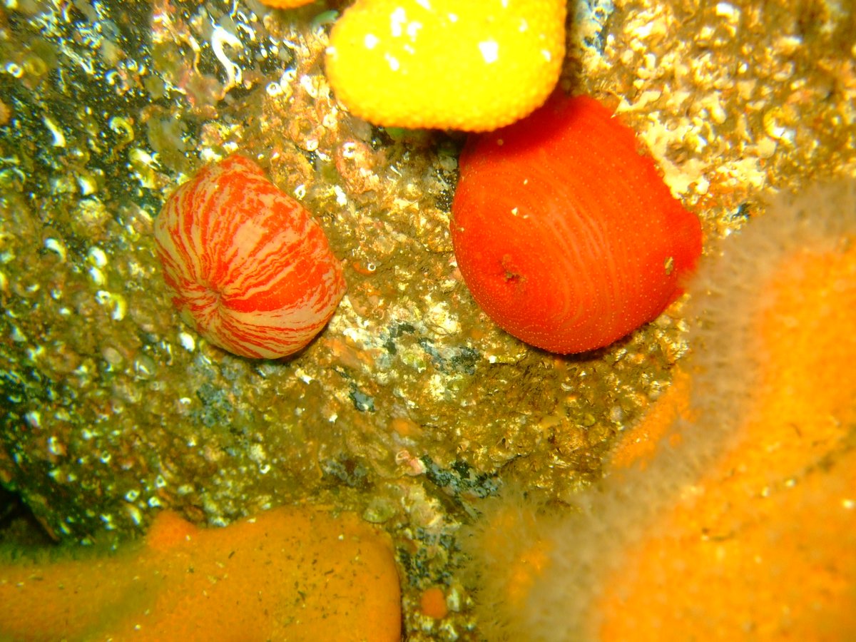 OutKastDivers tweet picture