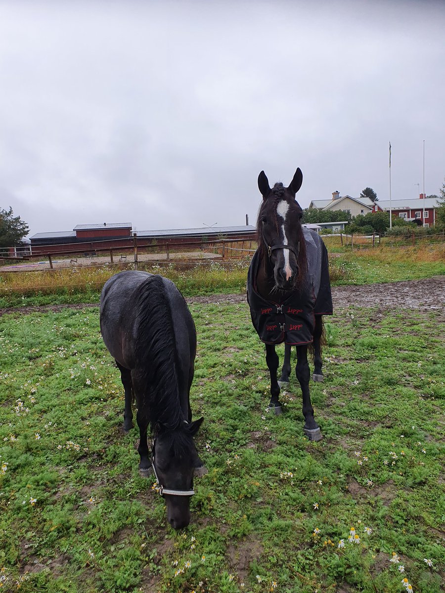 Tekno jerva hemma igen efter äventyret i Norge. Hon var nöjd att träffa sin kompis, ponnyn Qaxig igen❤🙂
Stort tack till <a href="/tjovidar/">Vidar Tjomsland</a> för magiskt bra styrning👌 till andraplatsen i sto-kriteriet igår👍
#teamtjomsland