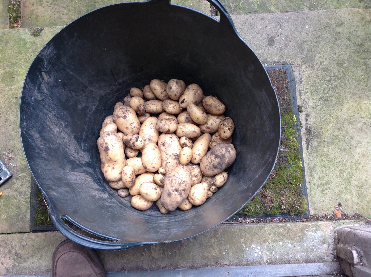 All potato lovers please note. First Early potatoes are unfairly named: they can be kept in the ground until late August; the crop is a mixture of very large and fairly small potatoes - all delicious.