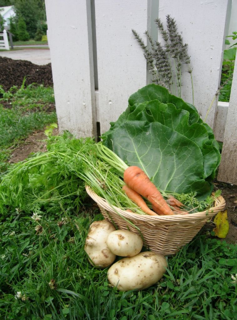 "If we aren't being taught how to grow our own food, take care of our families, how to live without the need for governments, banks and corporations as our ancestors once did; then we aren't being educated; we're being indoctrinated to be dependent and subservient to the system.”