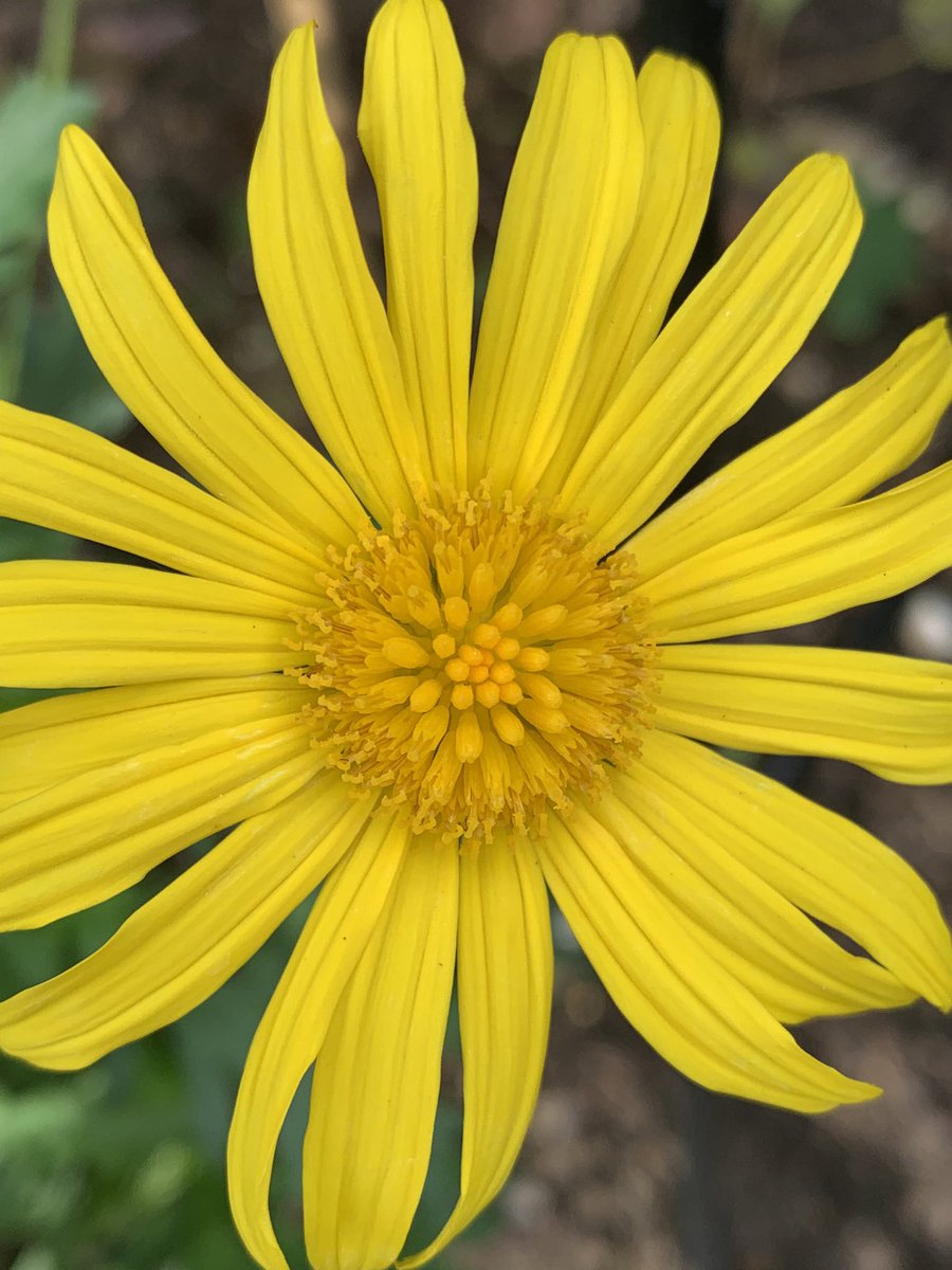 pollylizzy's tweet image. Good Morning all. A little bit of sunshine ☀️ to brighten the day 😊