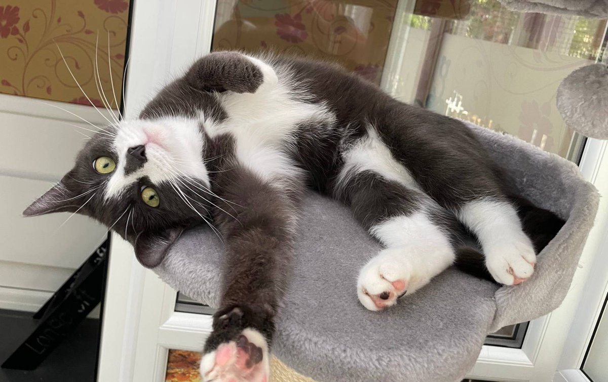 "Hand over the Dreamies hooman!"