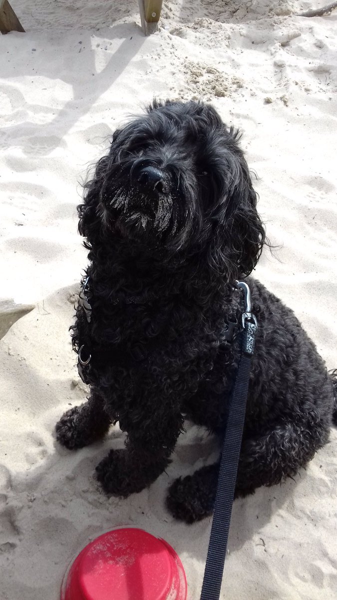 TailsCockapoo's tweet image. Salty kisses and sandy noses, wish you were here from cockapoo tails.