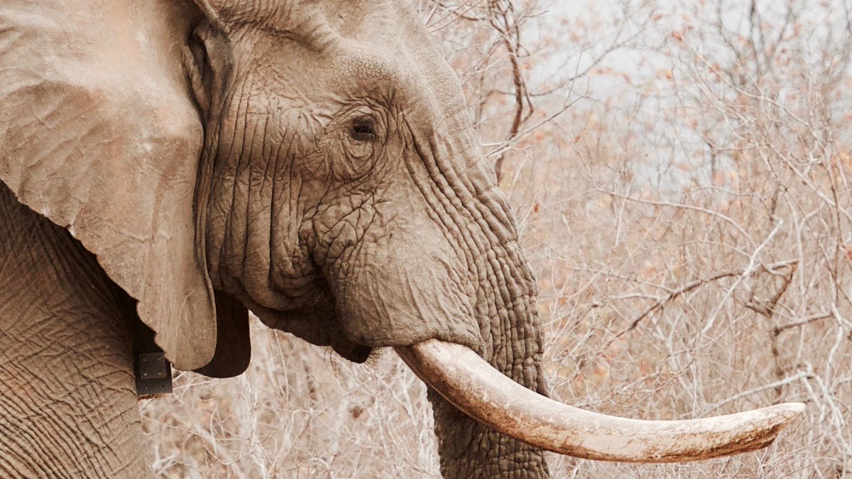newselephant's tweet image. Worrying signs for #elephant conservation: Data shows 2020 rise in black-market ivory prices africanelephantjournal.com/worrying-signs…