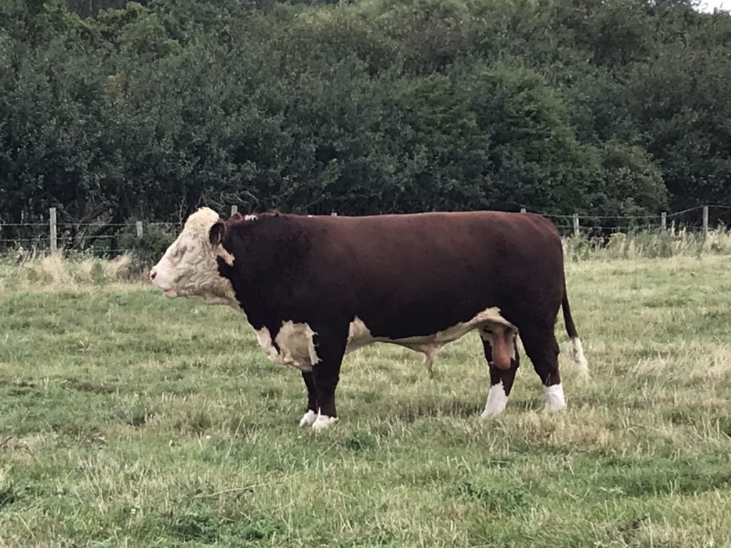 What a pleasure to watch a home breed bull showing himself off! #herefordcattle