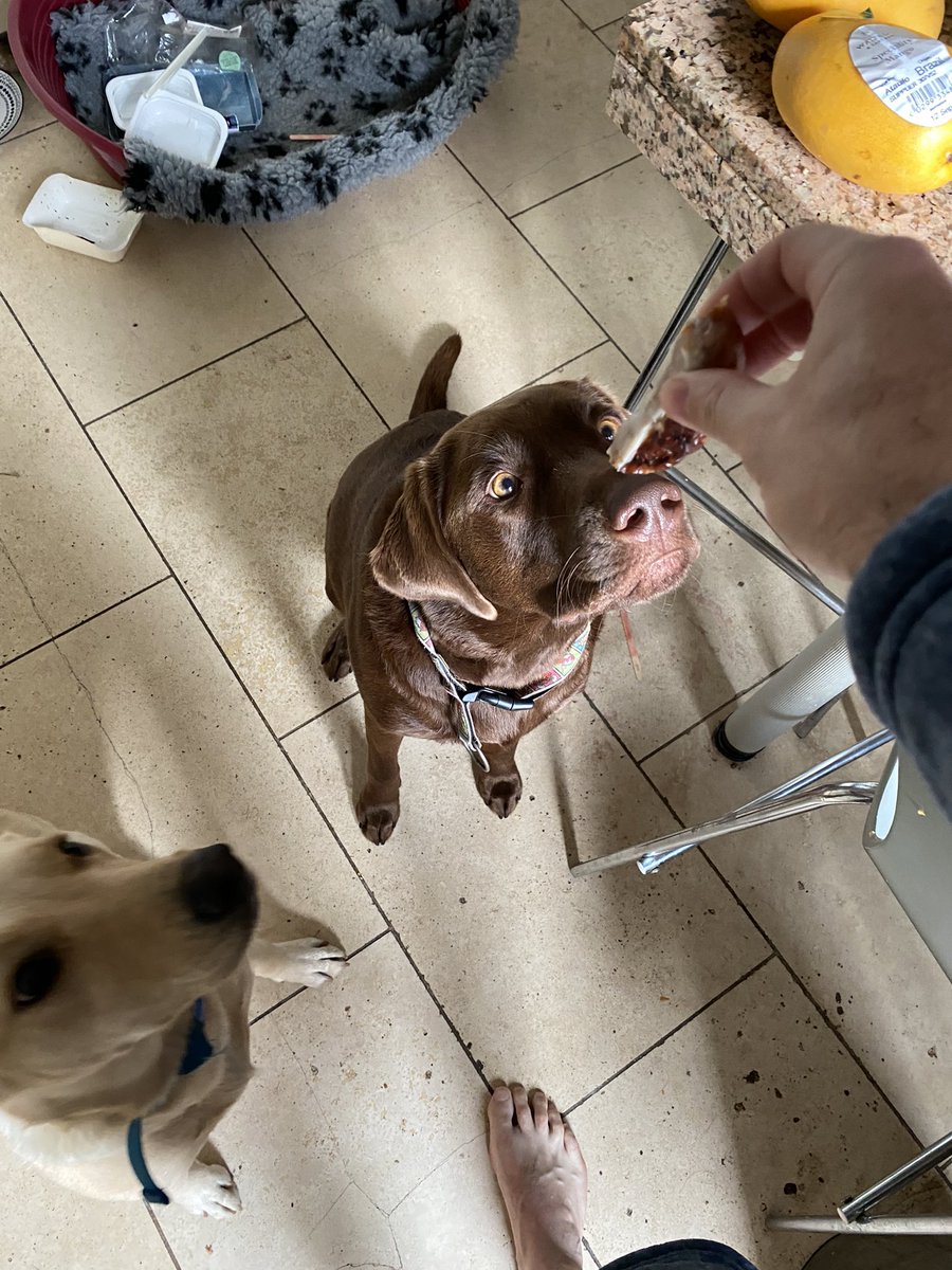 kwoade's tweet photo. With biscuit, #morningsausage is *all* about the laser focus. https://t.co/3ouFd47rge