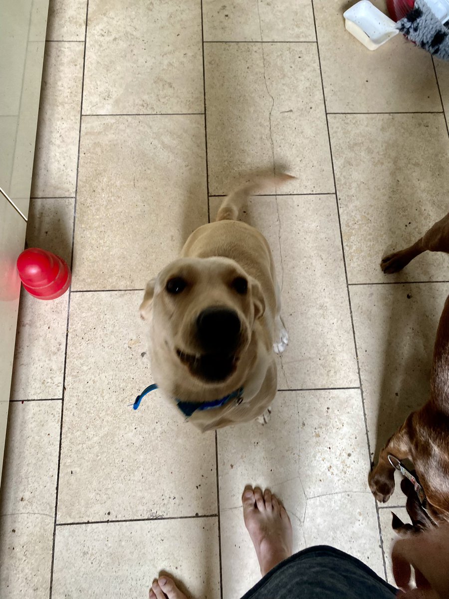 kwoade's tweet photo. Happiest little dog in the world! #morningsausage https://t.co/CPJUIEUpcd