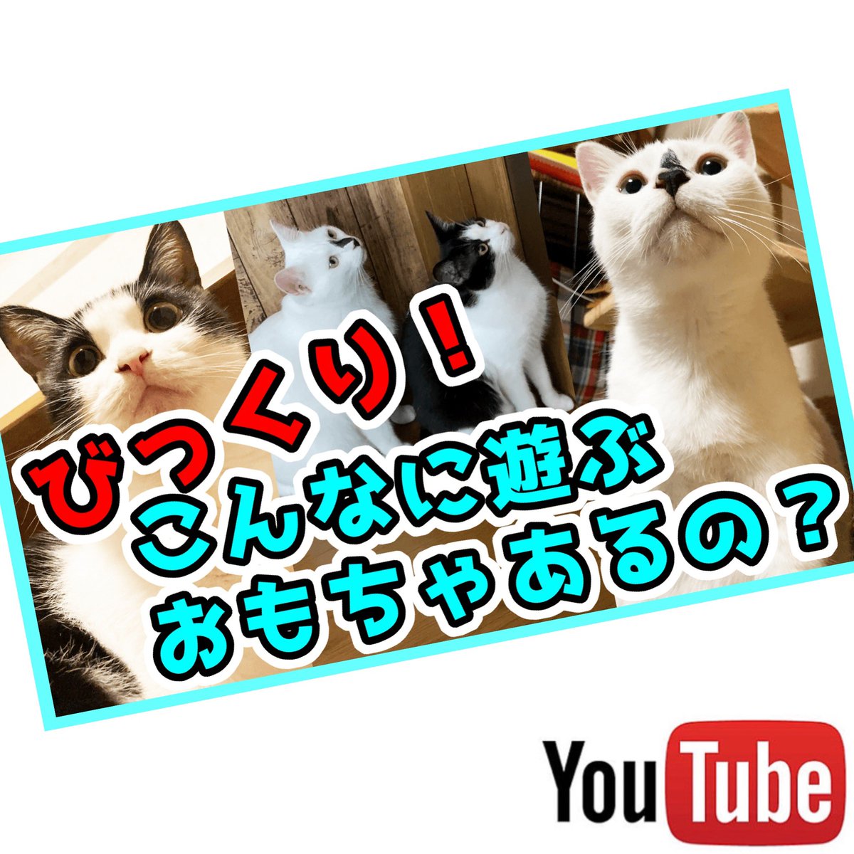 ユーチューブ猫