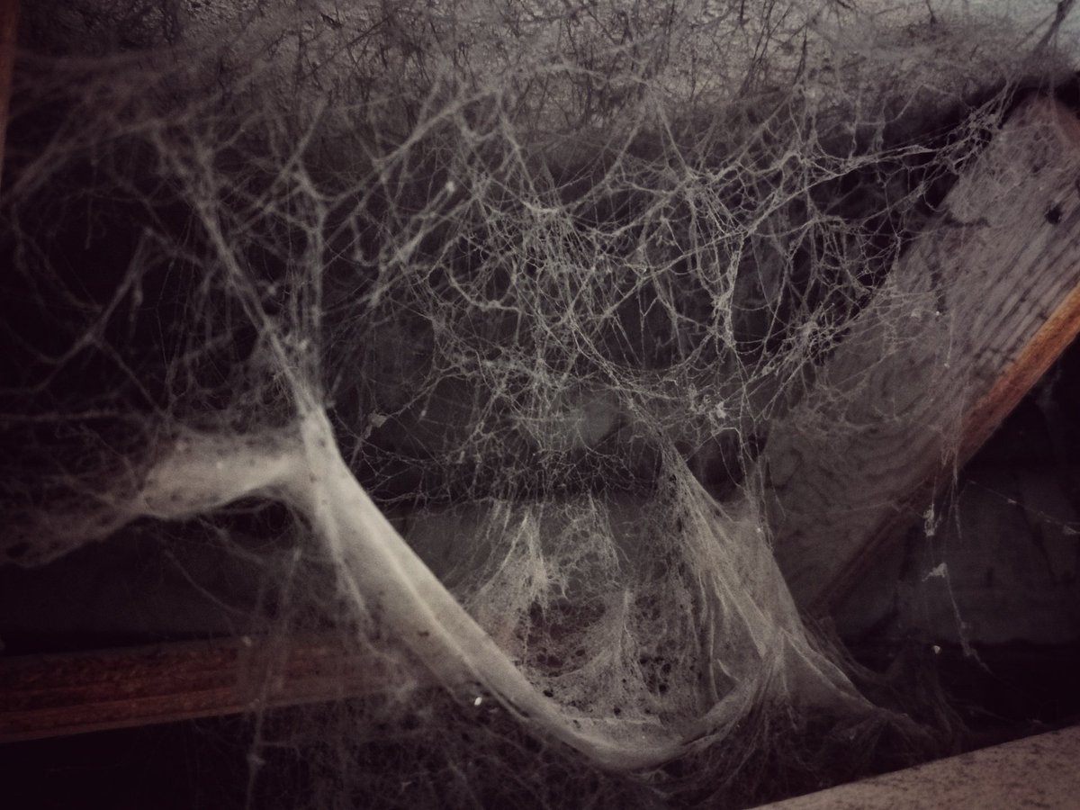 marcduiker's tweet image. I had no idea Aragog was my living in my house 🕷️🕸️. #WebDeveloperLife