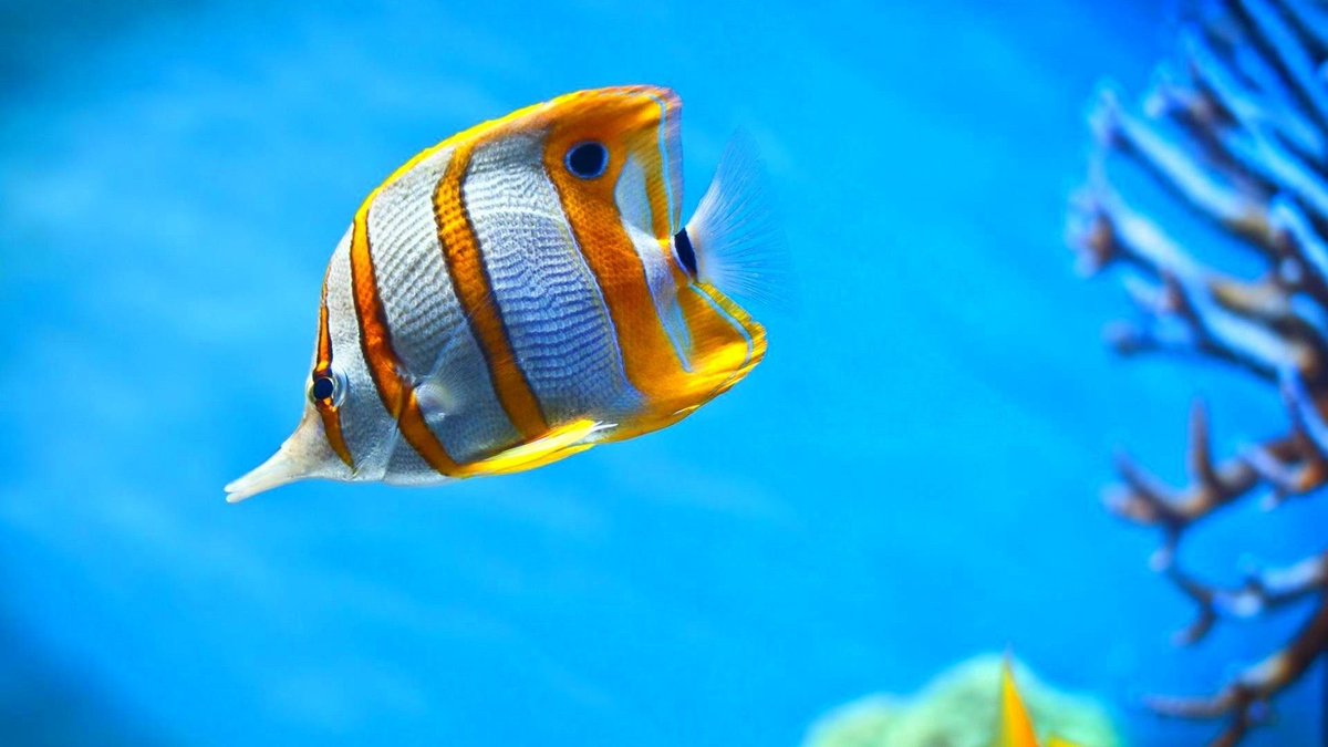 FishDolly1's tweet photo. Beautiful fish https://t.co/mRbpFSTt8t