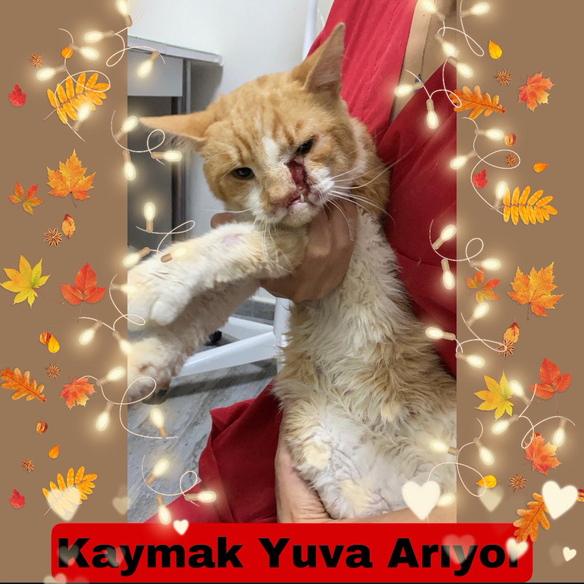 🅺🅰🆈🅼🅰🅺 🆈🆄🆅🅰 🅰🆁🅸🆈🅾🆁

📍İZMİR (Ulaşım sağlanır)

☎️ 05074584135 

💭Sokakta bulduğumuzda kötü halde olan oğlum Kaymak’ın tedavisi bitmek üzere.Sevgi ve ilgi arsızı bu oğlan 1 yaşında var yok. 

🆘🔴🆘Çektiği acıları sevgisiyle unutturacak ailesini arıyoruz🆘🔴🆘