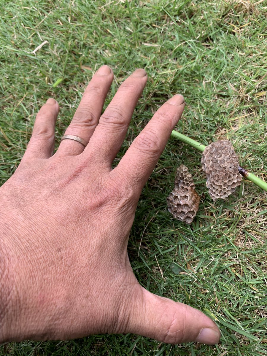 ハチ刺され ハチ刺され