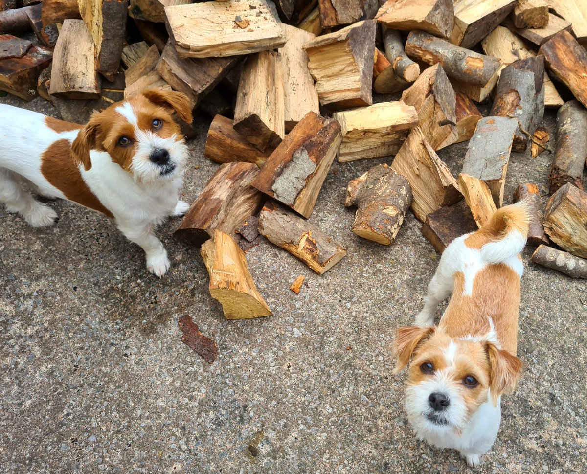 MillieandGriff's tweet image. We had a log delivery today 🪵 Griff's in heaven with all these sticks!! #dogsoftwitter #dogheaven