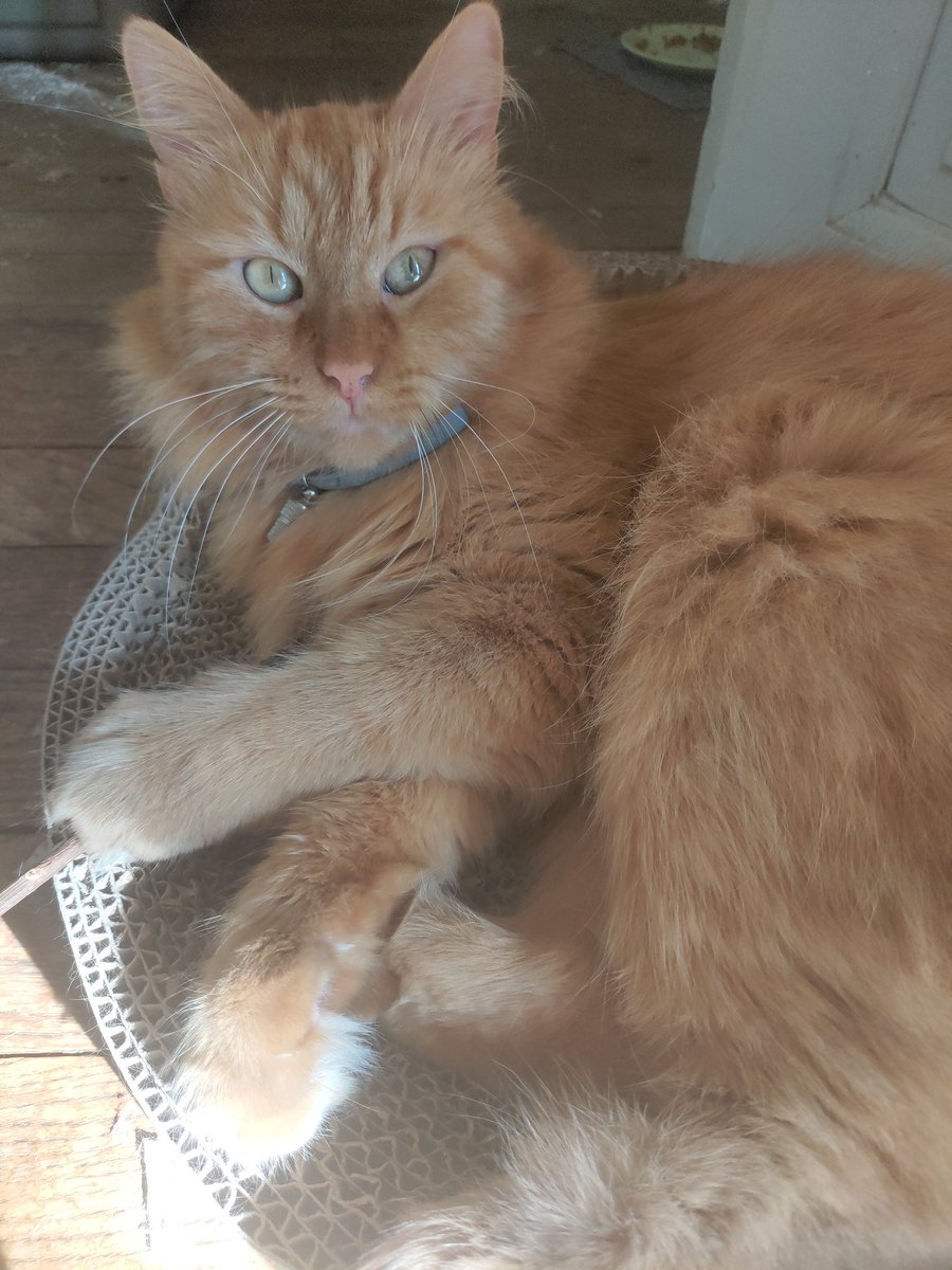MozartMonChat's tweet photo. La drogueu ... 😻 #matabi 
Bon dimanche les collègues 😽 https://t.co/sK1FN88uSw