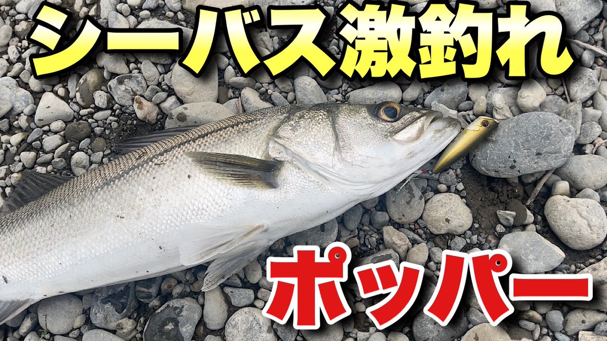 Fes_Sancha's tweet photo. 今回オーナーが珍しく真面目な感じで
YouTubeに動画UPしたみたいです😅

「信じてもらえるように、動画撮ってくらぁ〜🐸」と言って
動画撮ってきたみたいなので

是非ご覧下さい😂

今回使用したポッパー、
Fesにもまだ在庫ありますので、
よろしくお願いします🙏🙇‍♂️

https://t.co/rHpnUU8nPY https://t.co/ZJiM0BNdMe