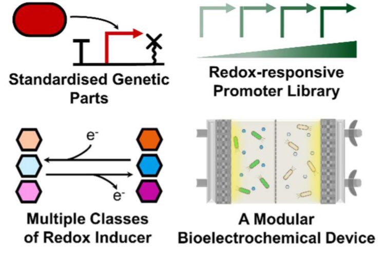 Our preprint detailing the tools we’ve made for controlling gene expression with electrochemistry is available to read now! Really proud to be a part of this work done by <a href="/LedesmaAmaro/">Rodrigo Ledesma-Amaro</a> lab, <a href="/imperialigem/">iGEM Imperial</a>, and many others. #SyntheticBiology #Bioelectrochemistry #iGEM 1/2
