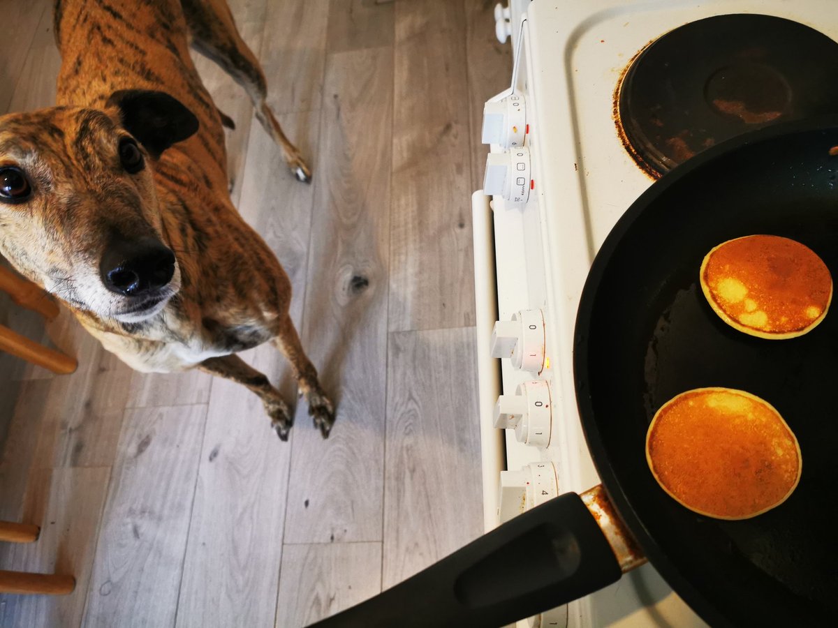 On Sundays, I has pancaykos. #greyhound #dogsoftwitter #AdoptDontShop