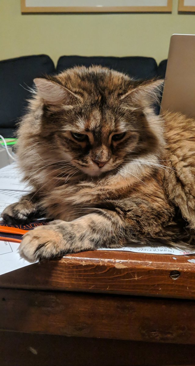 Snow 🦝🎸💤 | 🎗️ | ia mostly tweet media