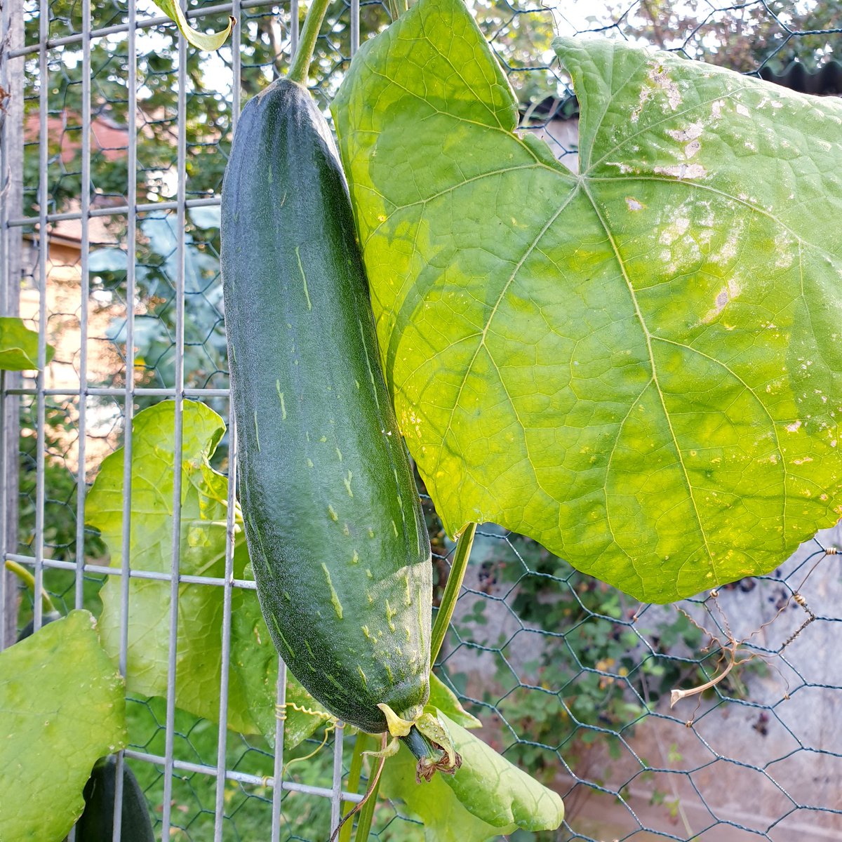 My baby luffa on the plot!
Happy with their progress so far!🌞 I am growing them for sponges, not for eating though!🤣 Have 3 luffas on one plant.🙂
#growyourown #grownfromseed