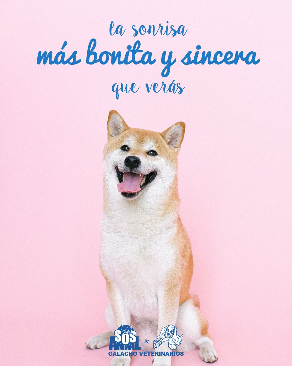 GrupoGalacho's tweet photo. La sonrisa más bonita y sincera que verás

#citas #citascelebres #quotes #citasenespañol #frasesperros #Perros https://t.co/IzKeCu6N2a