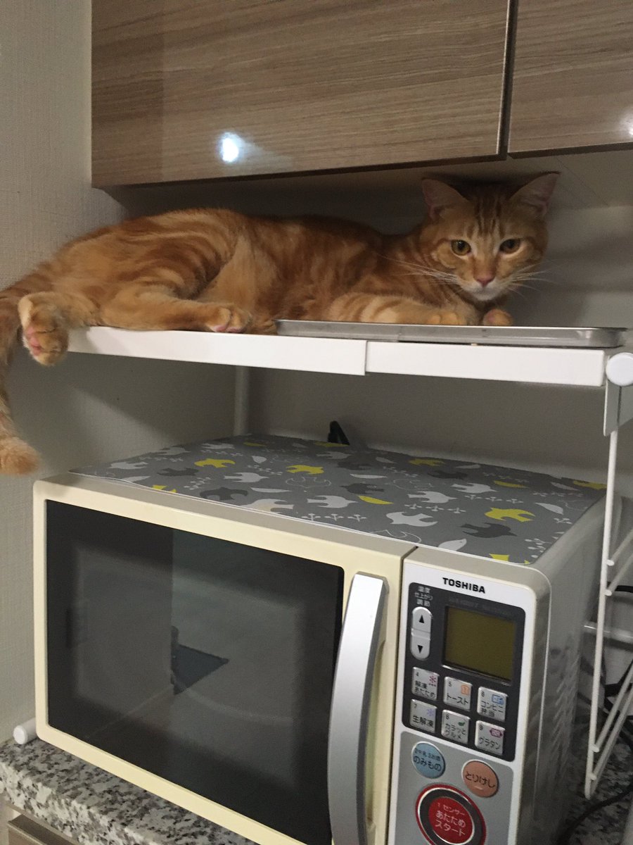 あやめ キッチンカウンターに置いた年代もののオーブンレンジにナッツが飛び乗れるようになってしまったので 対策に ニトリのレンジ 上ラックを先ほど設置してみたのですが あっさり突破されました 笑 やめてー せめて冷蔵庫には登られないように