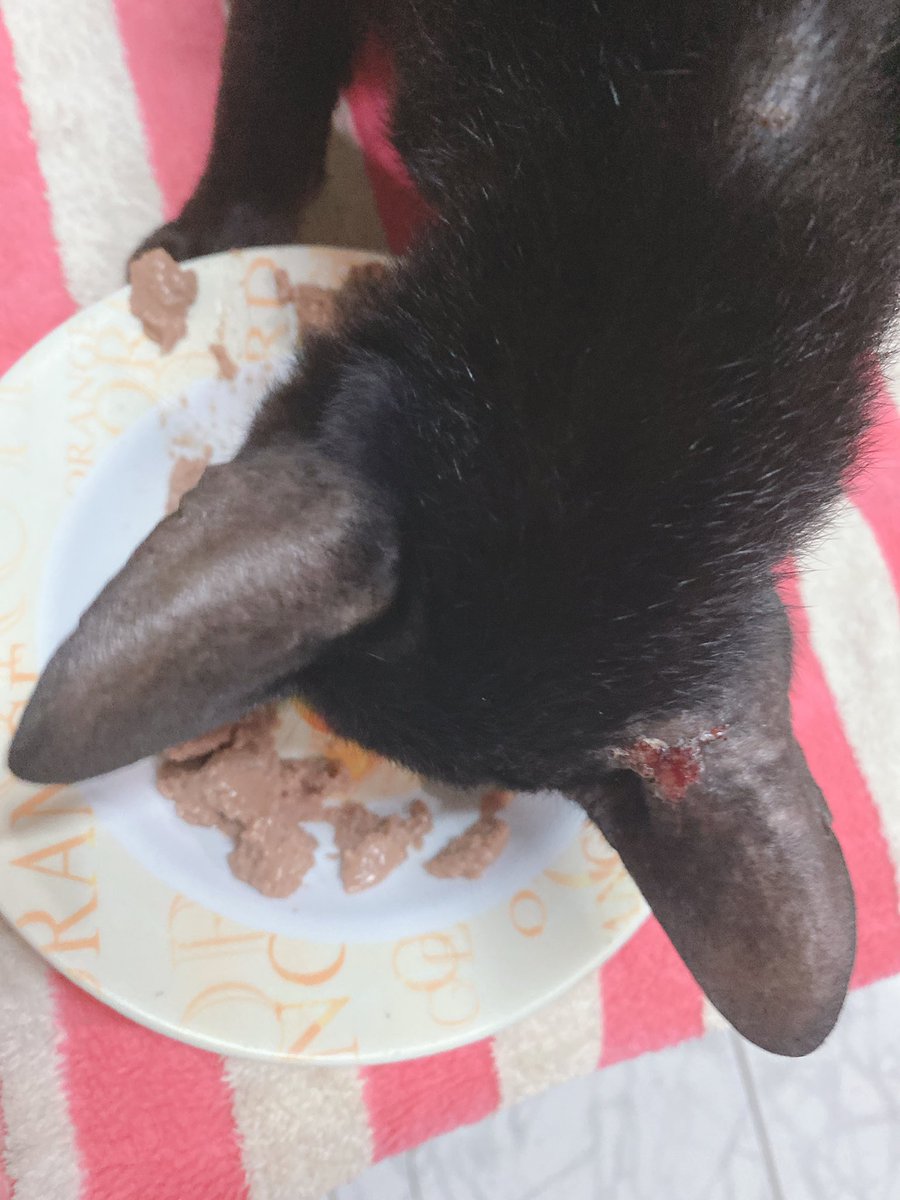 1570_R's tweet photo. อัพเดทอาการคนหล่อของเราวันนี้นะคะ น้องแข็งแรงกินอาหารกินยาเป็นอย้างดีเลยค่ะเห็นแล้วชื่นใจ 🥺 แผลใกล้จะหายแล้วนะฮับ https://t.co/wX7DJG2qef