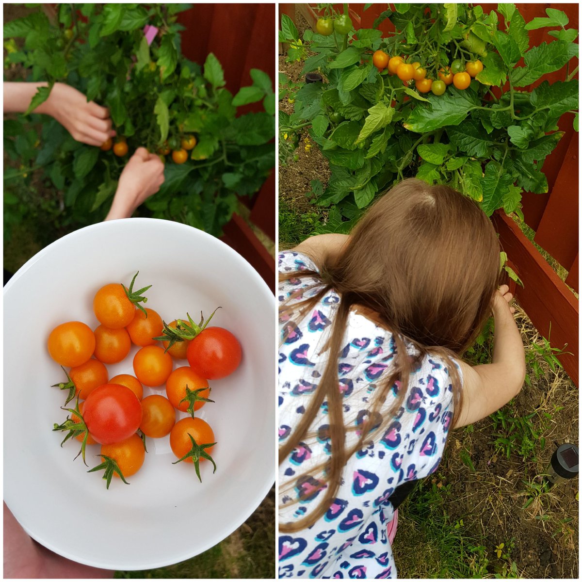 I've got a little helper picking some tomatoes with me today! This tomato plant in particular, just keeps on giving! 🍅 #newtogardening #sungoldtomatoes 
#SundayFunday